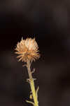 Coastal plain goldenaster